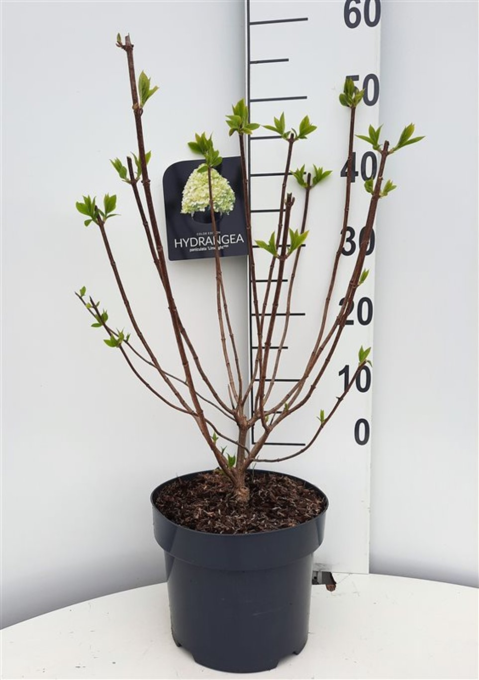 Hydrangea pan. 'Limelight' - C5 50-60 CM